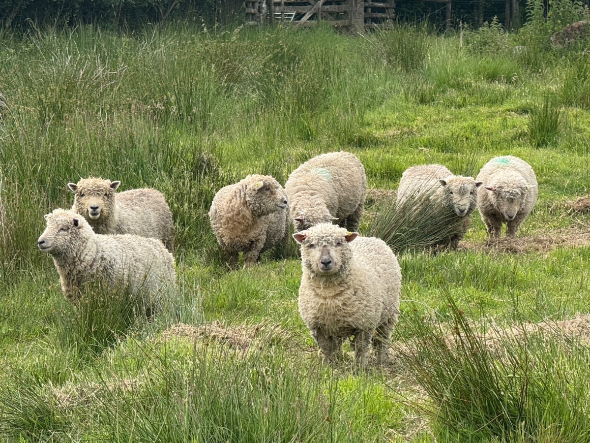 Seven miniature Southdown sheep grazing in tall summer grass