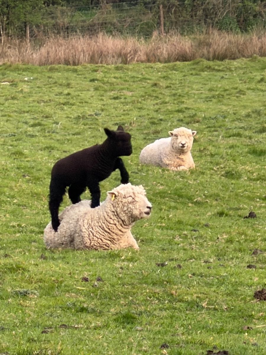 A black miniature Southdown lamb standing on its mother in the Dartmoor pasture
