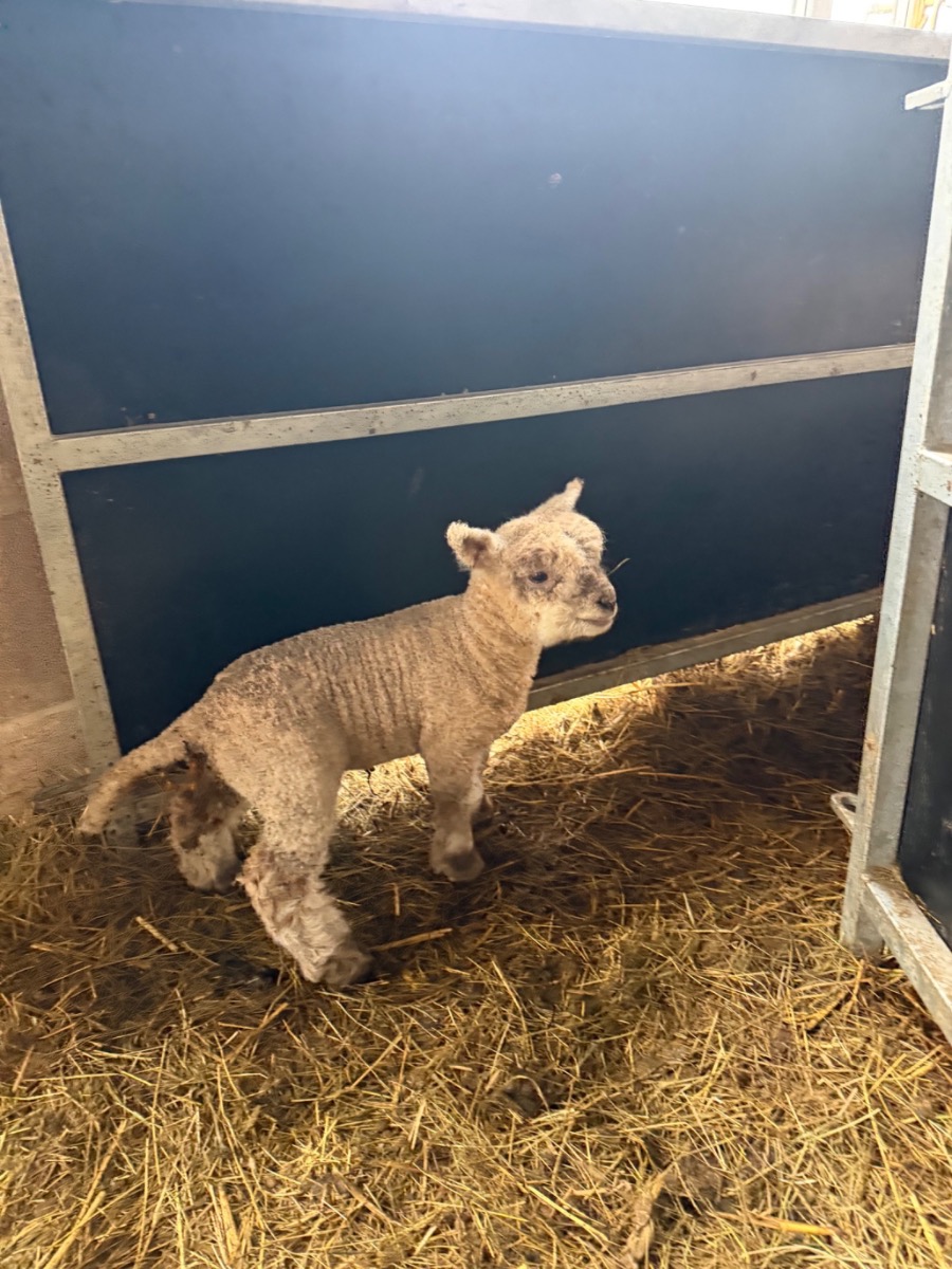 A newborn miniature Southdown lamb in fresh straw