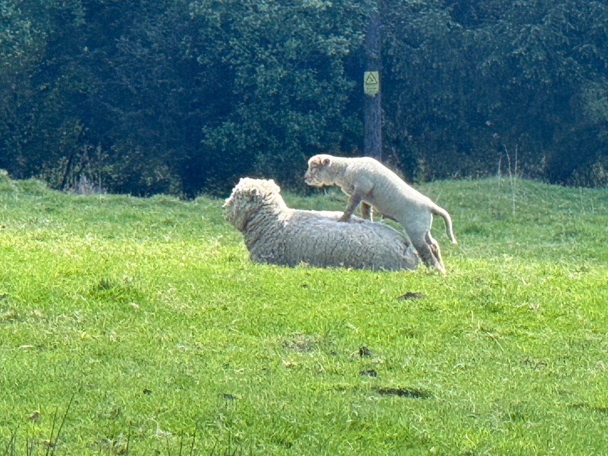 A lamb climbing on the back of its mother in the pasture
