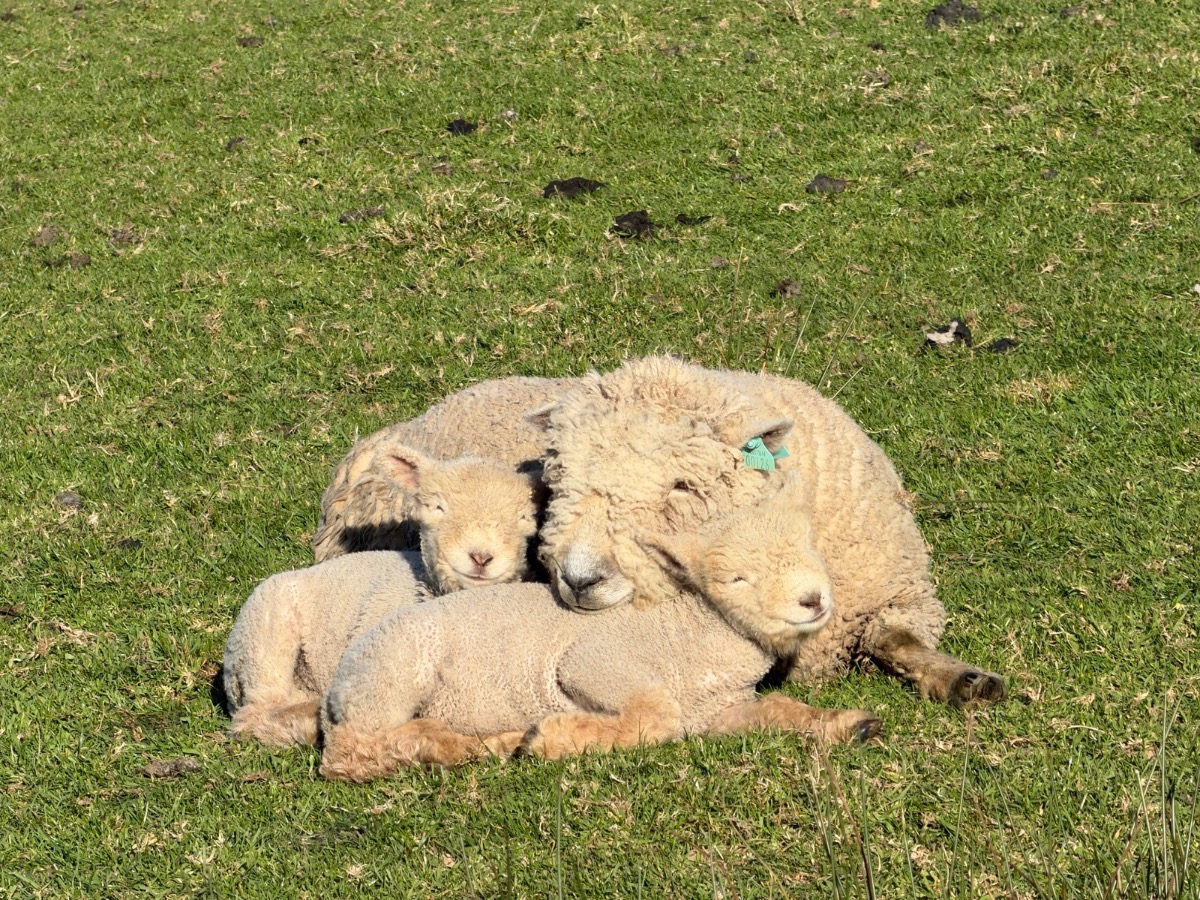 Two lambs sleeping against their mother in the grass