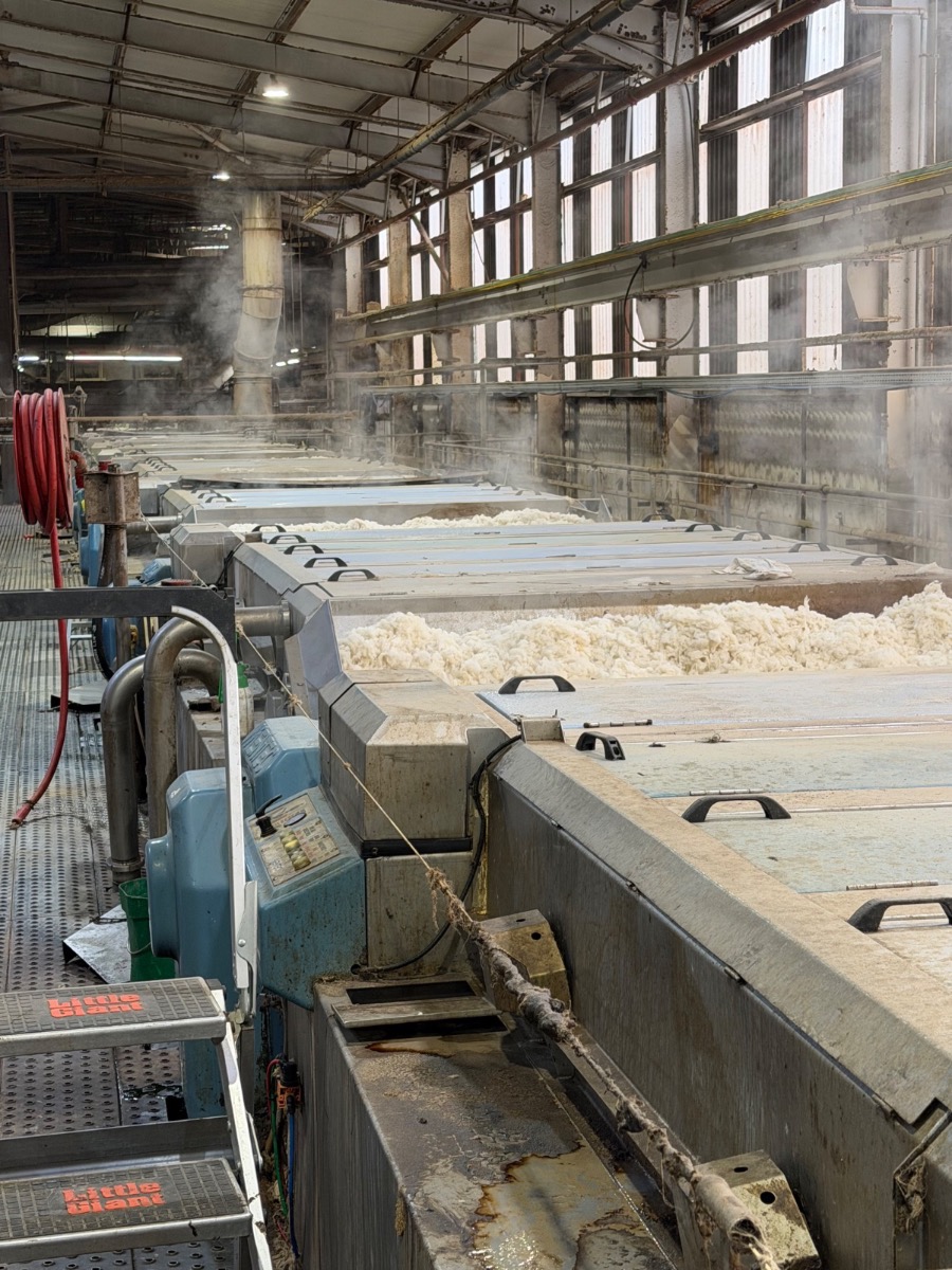 The scouring hall: steaming vats washing the year's fleece